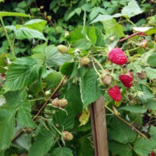 Уход за малиной осенью