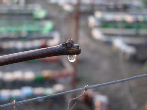 Обрезка молодого винограда осенью. Самые оптимальные сроки обрезки винограда