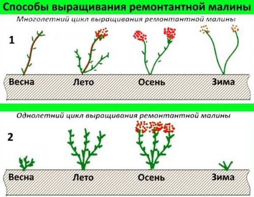 Как посадить малину ремонтантную осенью. Особенности ремонтантных сортов малины 05 Как посадить малину ремонтантную осенью. Особенности ремонтантных сортов малины 05