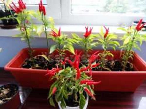 Как растет перец чили. Горький перец чили: выращивание из семян, посадка и уход 07