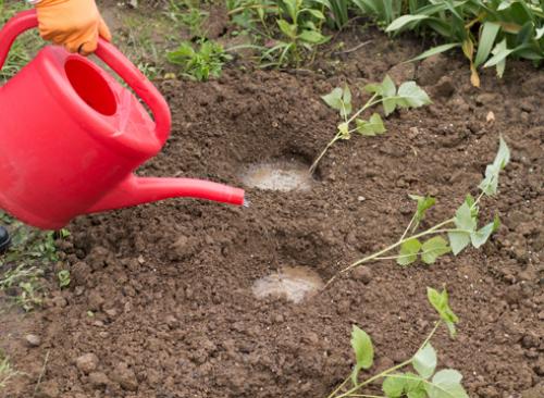 Разведение малины черенками осенью. Размножение малины черенками 11