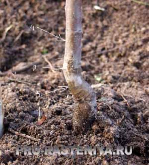 Посадка яблонь осенью в подмосковье. В зависимости от региона 01