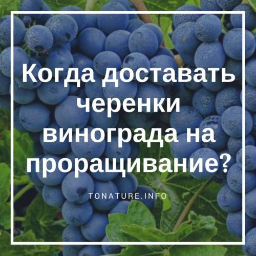 Как нарезать чубуки винограда осенью. Заготовка черенков 01 Как нарезать чубуки винограда осенью. Заготовка черенков 01