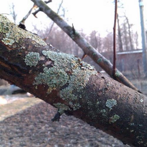 Болезни яблони на стволе. Как бороться с лишайниками, мхами и грибами на яблоне