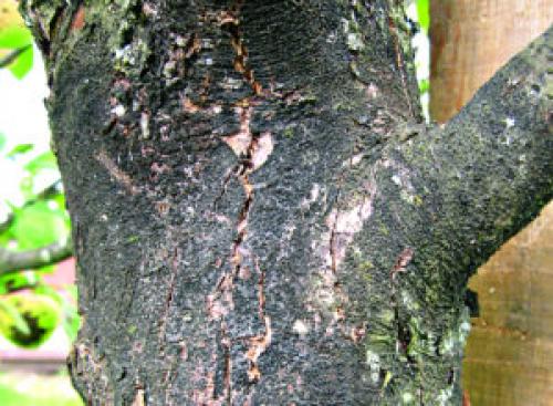 Болезни коры яблони в картинках. Виды заболеваний