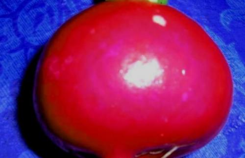 Сорта редиса устойчивые к стрелкованию. Красные сорта 18