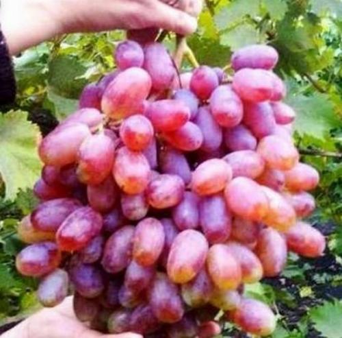 Что сделать, чтобы виноград дозрел. Что сделать, чтобы виноград созрел быстрее?