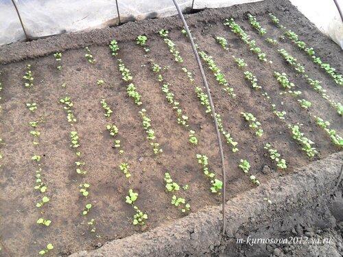 Приспособление для посадки моркови. Чтобы морковка ровной была 21