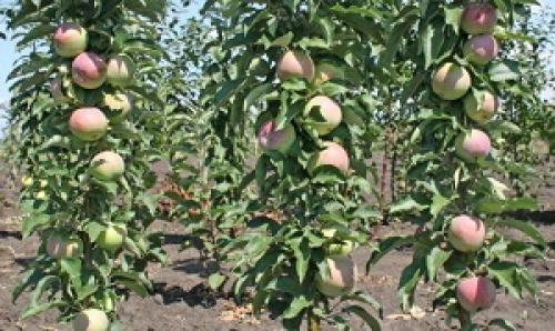 Загущенная колоновидная яблоня. Как вырастить?