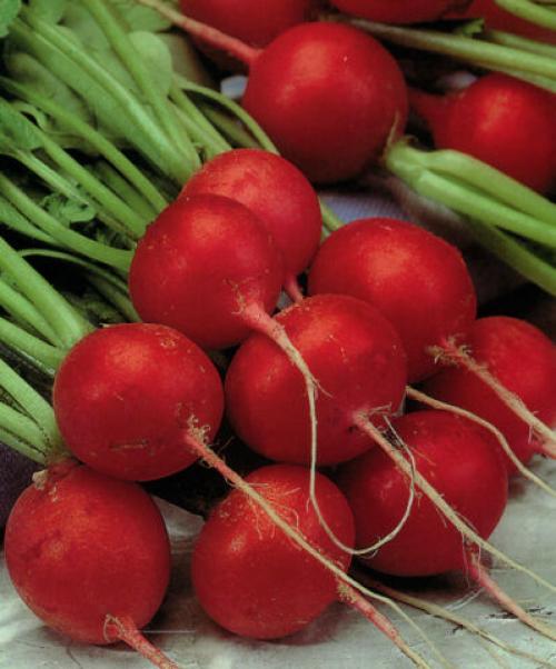 Редис который не стрелкуется. Самые лучшие ранние сорта редиса для открытого грунта и посадки в теплицы