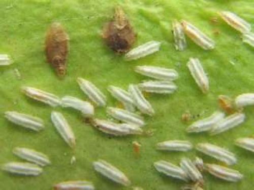 Вредители смородины –, как определить?