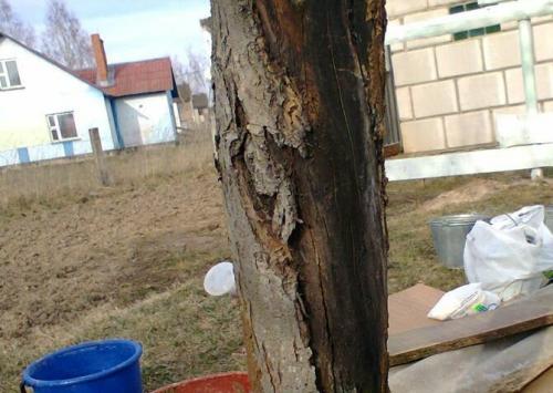Оголенный ствол яблони. Лечение поврежденного ствола яблони: эксперимент