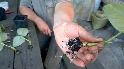 Размножение ремонтантной малины семенами. Размножение ремонтантной малины: как развести и размножить малину ремонтантную.