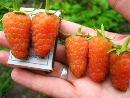 Малина оранжевое чудо обрезка на зиму. Описание сорта