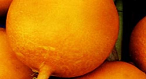 Сорта редиса устойчивые к стрелкованию. Красные сорта 14