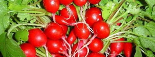 Сорта редиса устойчивые к стрелкованию. Красные сорта 16