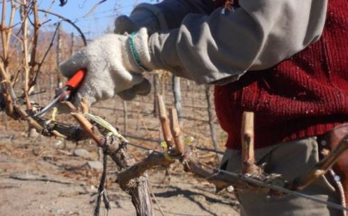 Обрезка молодого винограда осенью. Самые оптимальные сроки обрезки винограда