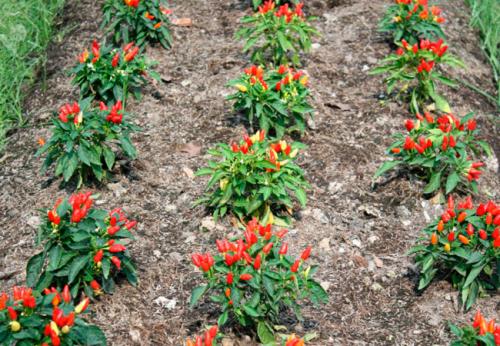 Как обрезать перец чили. Выращивание перца чили в огороде