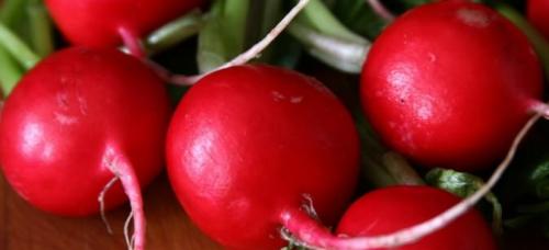 Сорта редиса устойчивые к стрелкованию. Красные сорта 11