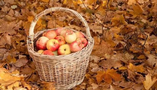 Как подрезать осенью яблони. Оптимальные сроки обрезки яблони осенью
