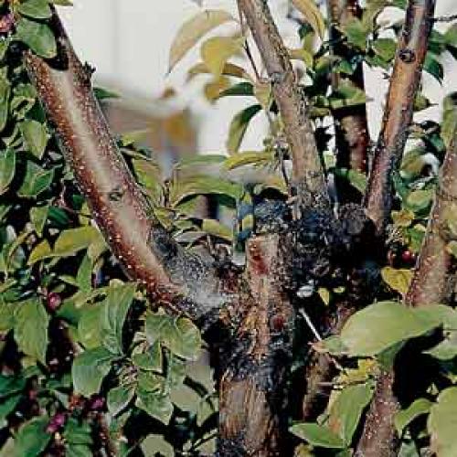 Болезни коры яблони в картинках. Виды заболеваний