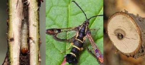 Засыхают ветки смородины с ягодами. Смородина засыхает вместе с плодами - причины и способы лечения