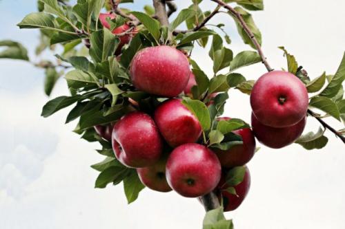 Колоновидная яблоня чебурашка. Описание колоновидных сортов яблонь