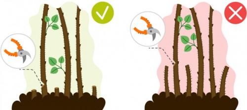 Почему малина червивая, что делать. Почему червивая и что делать? 03 Почему малина червивая, что делать. Почему червивая и что делать? 03