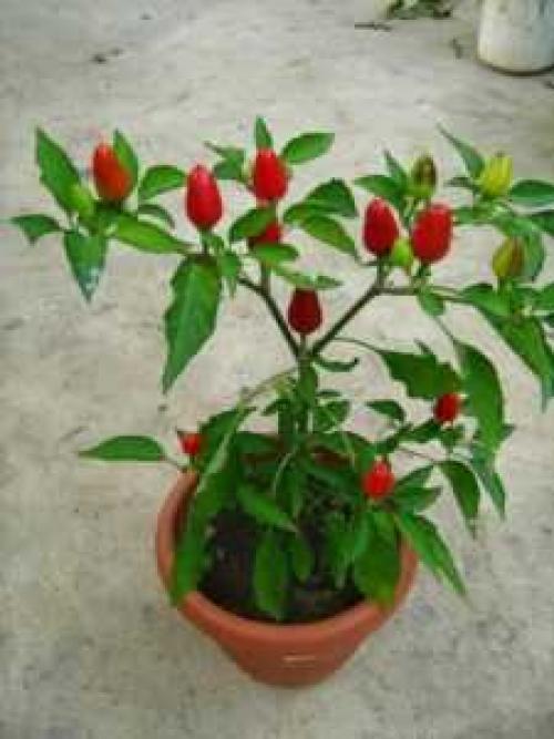 Как растет перец чили. Горький перец чили: выращивание из семян, посадка и уход 08