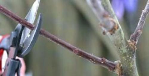 У колоновидной яблони сломалась верхушка. Формировка