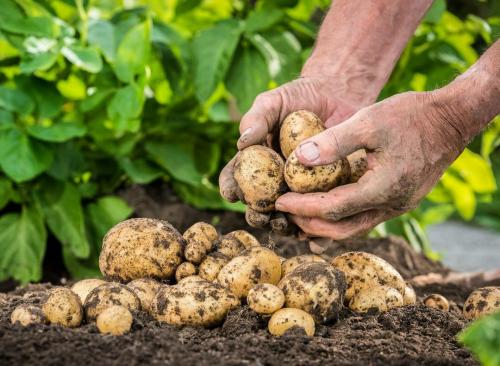 Почему картофель гниет в земле, что делать. Почему вянут клубни картофеля в земле: разбираемся с проблемой