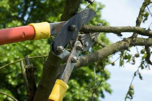 Что нужно поливать в сентябре. Обрезка для красоты и пользы