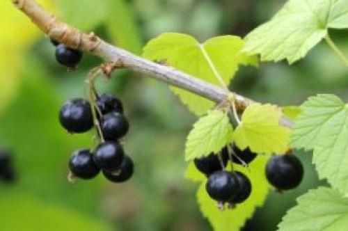 Листья смородины светлеют. Почему у черной смородины желтеют листья