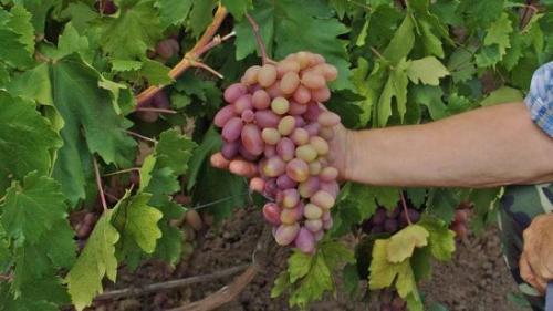 Дозреет ли виноград сорванный зеленым. Как ускорить созревание винограда осенью: простые и эффективные способы