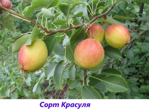 Лучшие сорта ГРУШИ для подмосковья устойчивые к парше. Ранние сорта