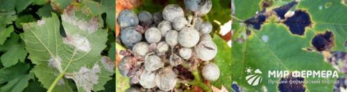 Обработка винограда весной