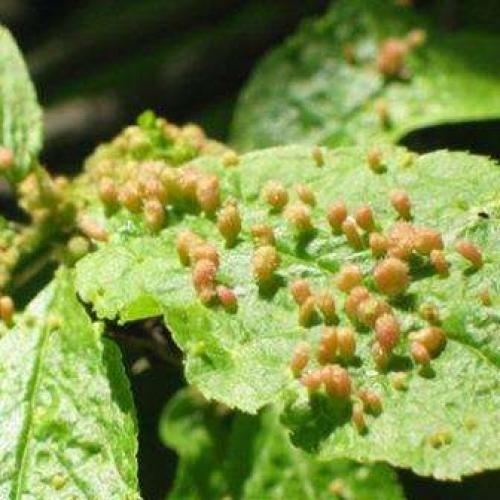 Вредители смородины –, как определить?