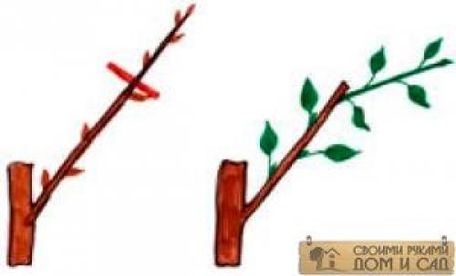 Как формировать яблоню трехлетку. Способы формирования кроны саженцев яблони