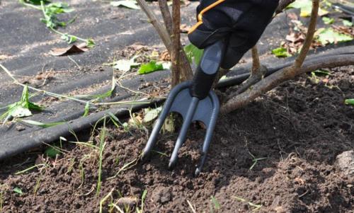 Ржавчина на смородине меры борьбы. Как лечить? 06