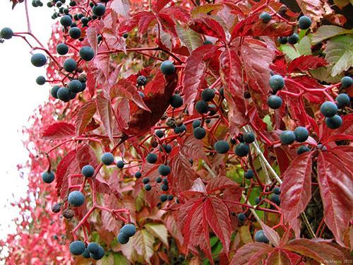 Все о винограде. Классификация винограда: виды и происхождение