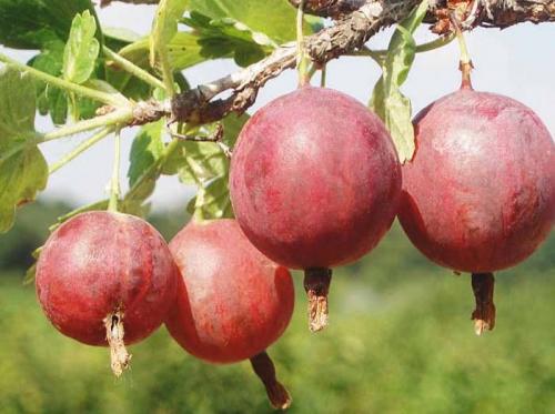 Сорта крыжовника для Подмосковья крупноплодные. Крупноплодные сорта для Подмосковья 01