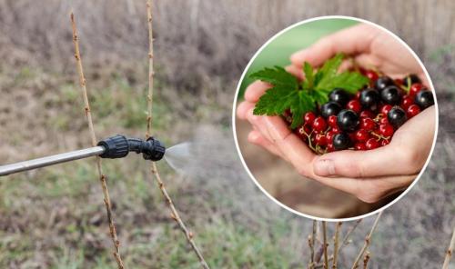 Ржавчина на смородине меры борьбы. Как лечить? 05