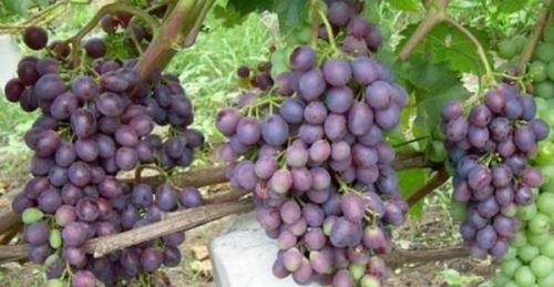 Что сделать, чтобы виноград дозрел. Что сделать, чтобы виноград созрел быстрее?