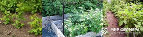 Посадка малины осенью в подмосковье. Как правильно посадить малину осенью