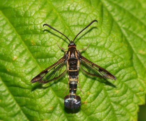 Стеклянница на малине. Смородинная стекляница губит ягодные кустарники, как бороться?