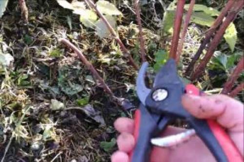 Обрезка ремонтантной малины по Соболеву. Обрезка ремонтантной малины