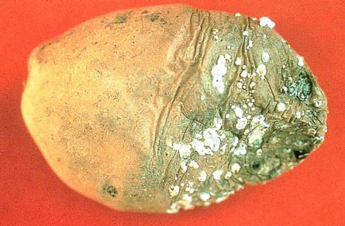 Картошка гниет, что делать. Одна из главных причин, почему гниет картофель после посадки!