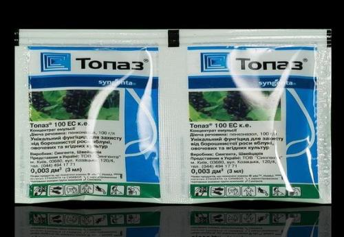 Скручиваются и желтеют листья смородины. Болезни 02