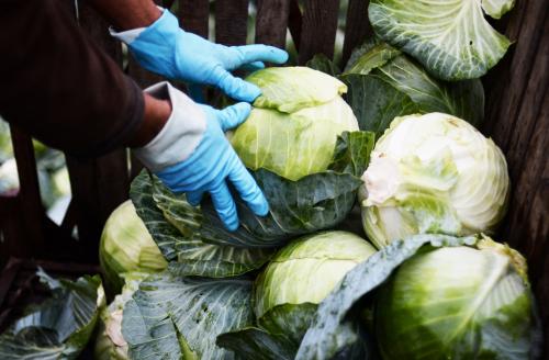 Надо ли поливать капусту в сентябре. Последний аккорд: как ухаживать за капустой в сентябре для богатого урожая