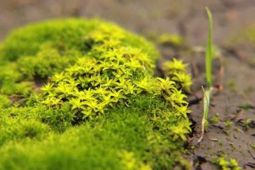 Почему растет мох в огороде. Причины появления мха 01